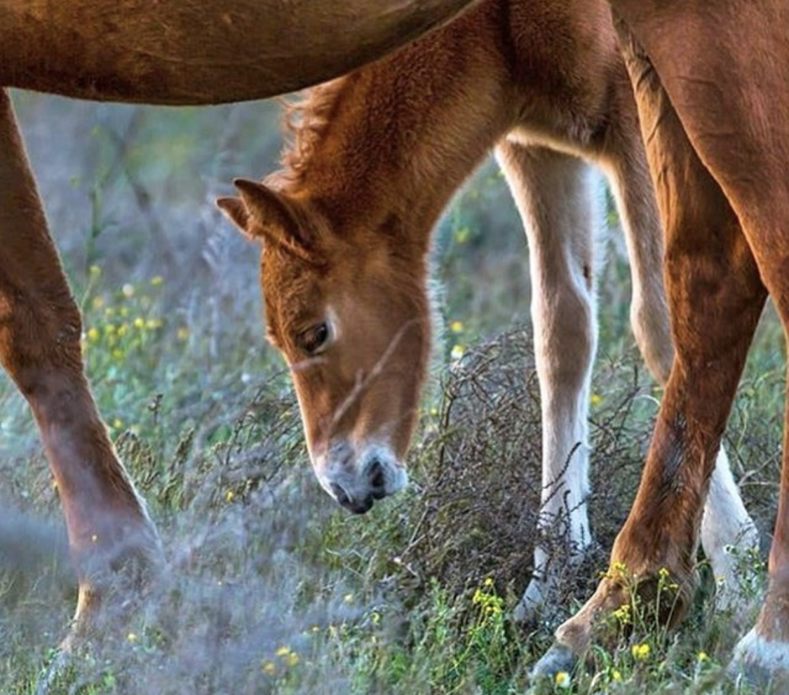 A young horse eating grass in the forest