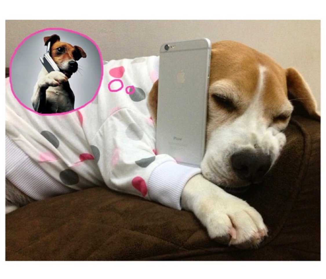 Beagle fallen asleep while talking to a jack russel on the phone