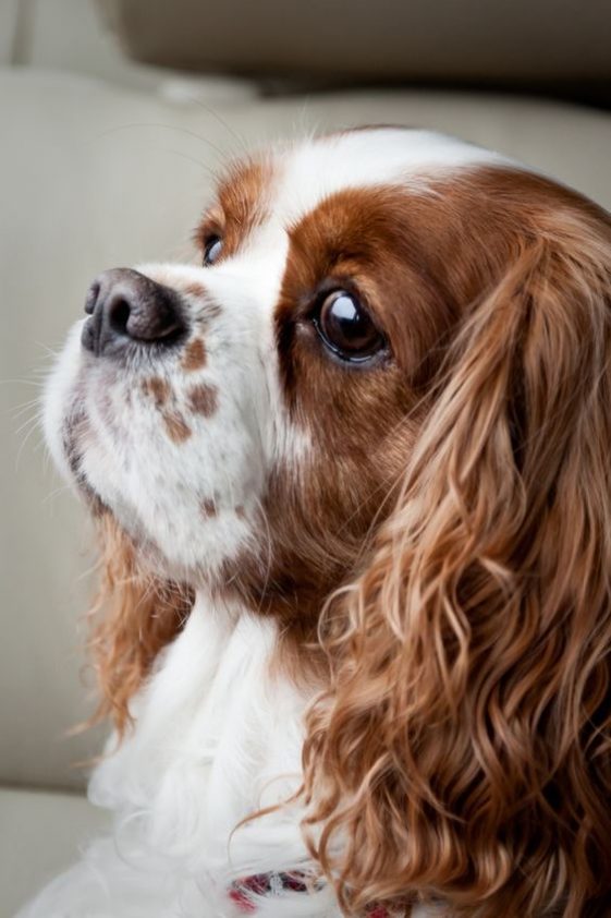 sad face cavalier charles king spaniel