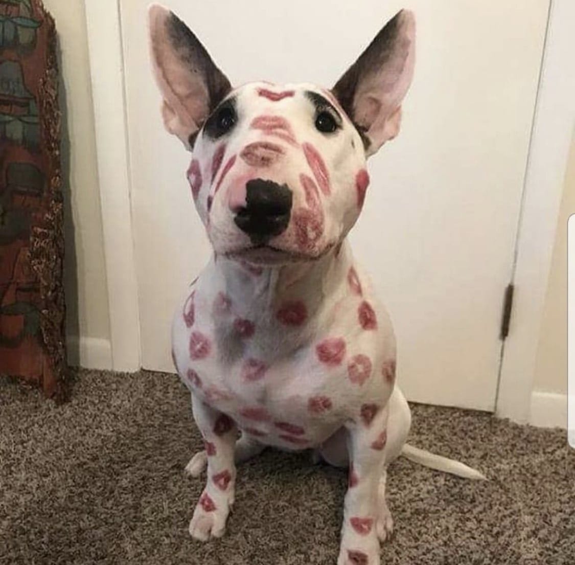 Bull Terrier sitting on the floor with kiss marks all over its face and body