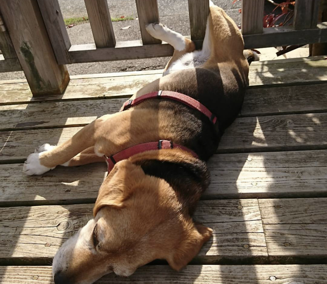 Beagle sleeping on the wooden floor in the balcony under the sun