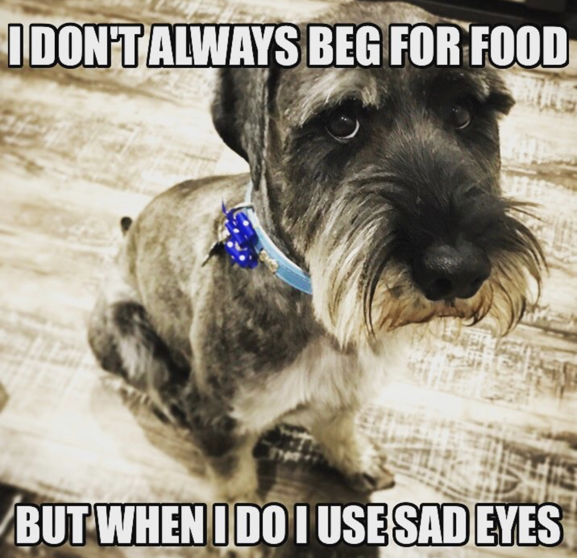 Schnauzer sitting on the floor with its sad face photo with a text 