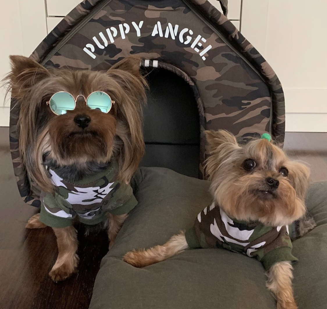 two Yorkshire Terriers wearing military shirts sitting in front of their military dog house