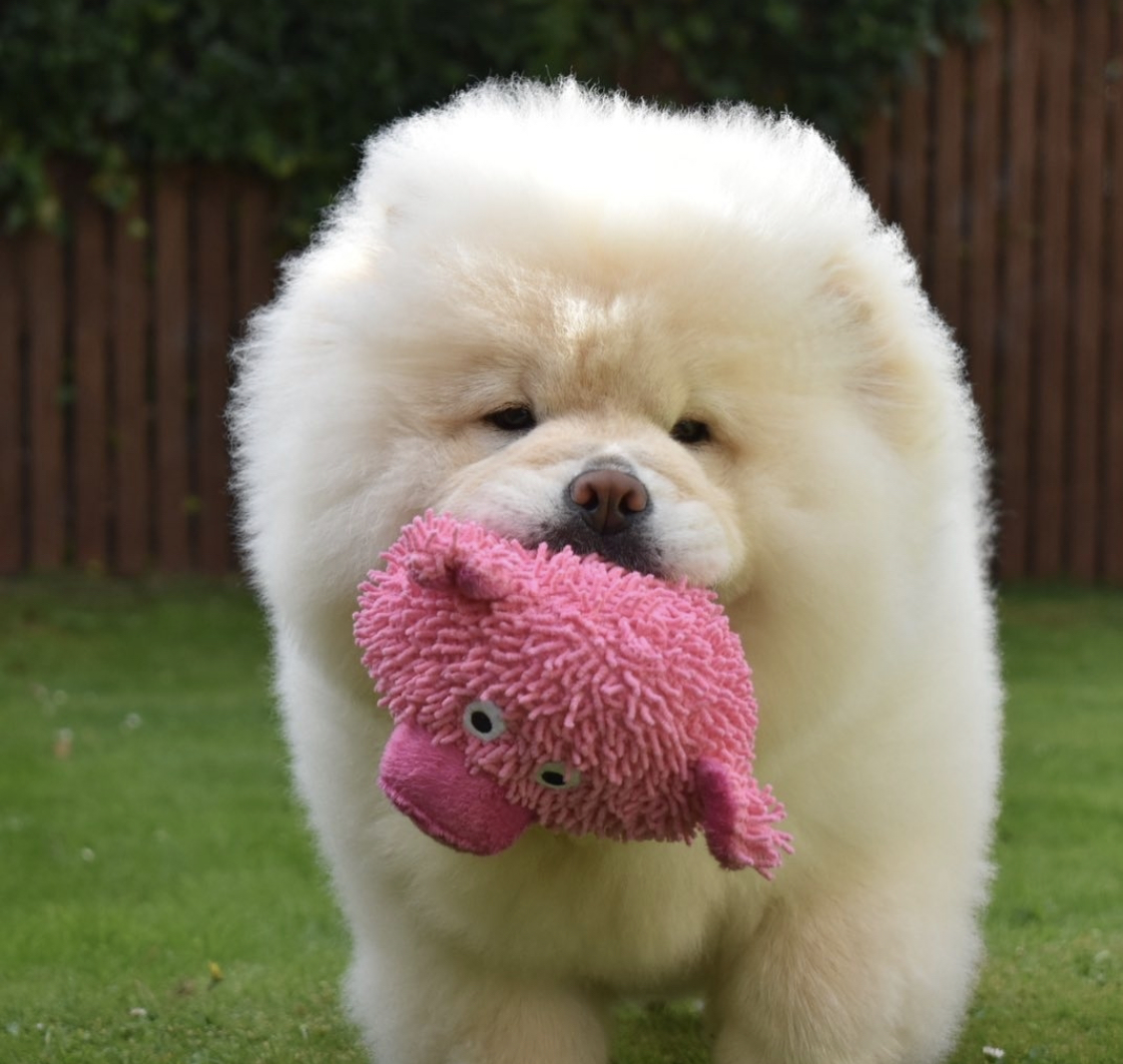 A white Chow Chow standing in the yard with its stuffed toy