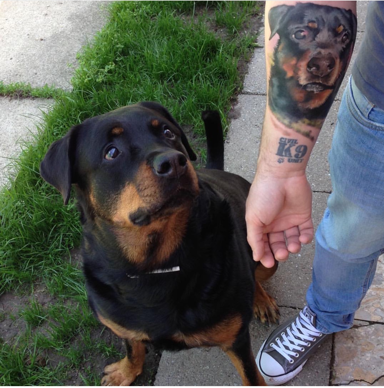 a Rottweiler sitting on the pavement while looking at the tattoo of his face in his owner's forearm