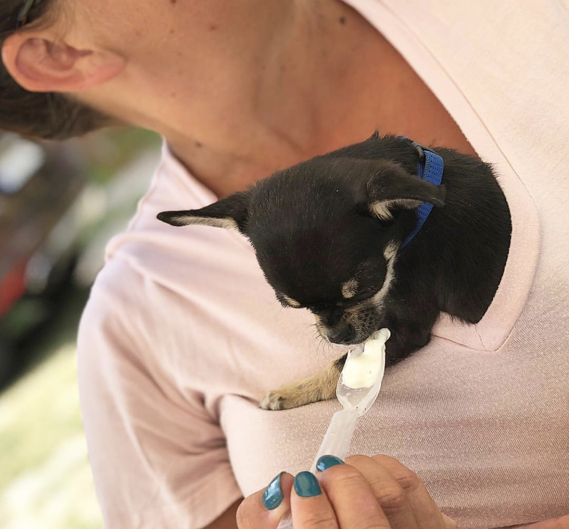 A chihuahua inside the shirt of a woman while licking the icecream from the spoon in the hand of a woman