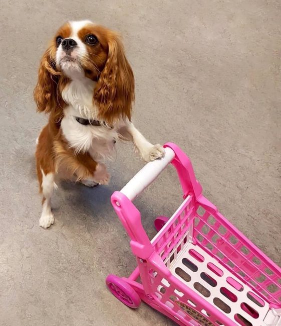 cavalier king charles spaniel pushing a shopping cart