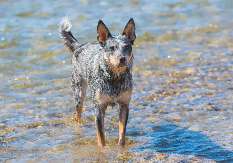 A Australian Cattle Dog standing in the water at the beach