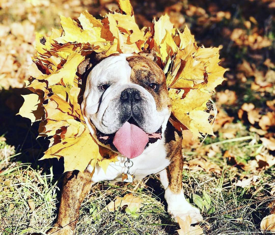 An English Bulldog wearing a maple leaves collar while standing at the park under the sun
