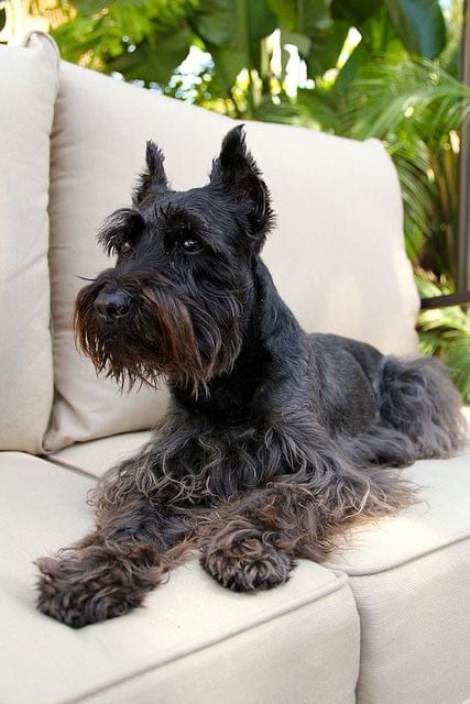 Schnauzer resting on a couch