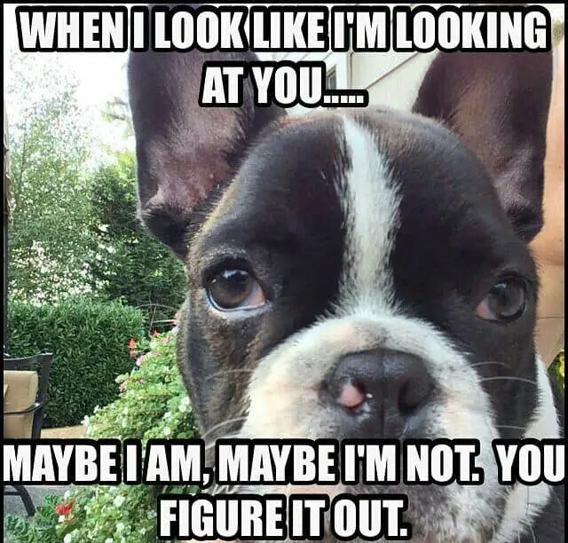 staring French Bulldog photo with a text 