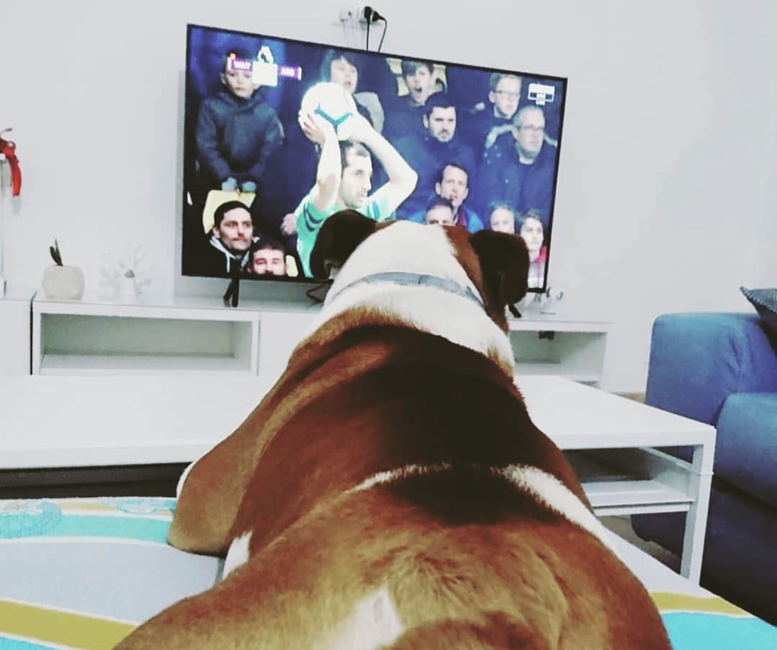 An English Bulldog lying on the bed watching TV