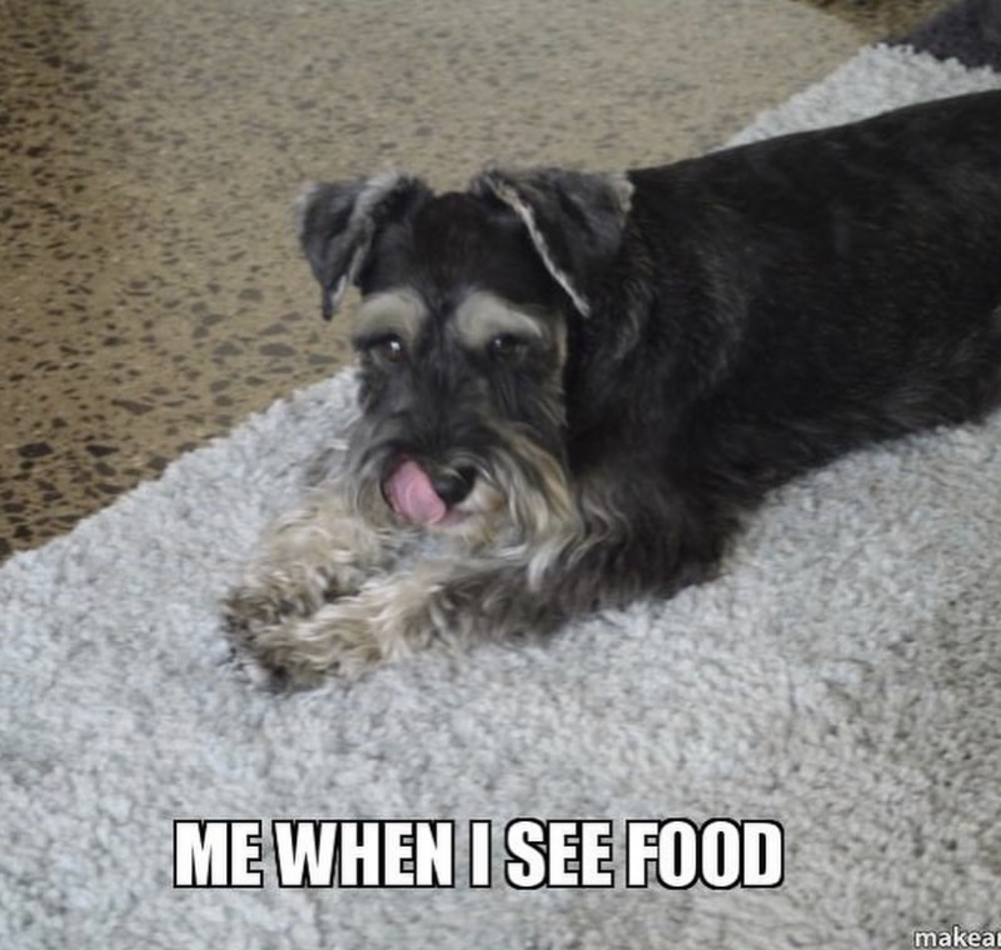 Schnauzer lying down on the carpet licking its mouth photo with a text 