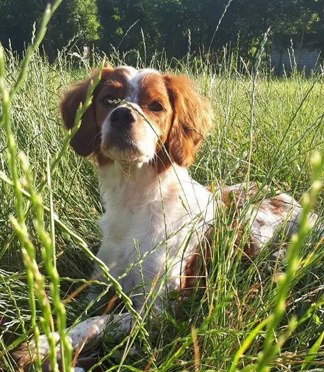 A Brittany lying in the field under the sun