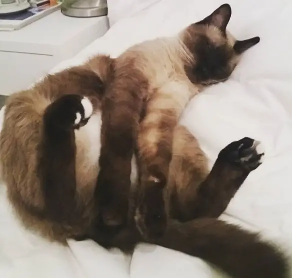 A Siamese Cat sleeping on the bed with its paws covering its private part