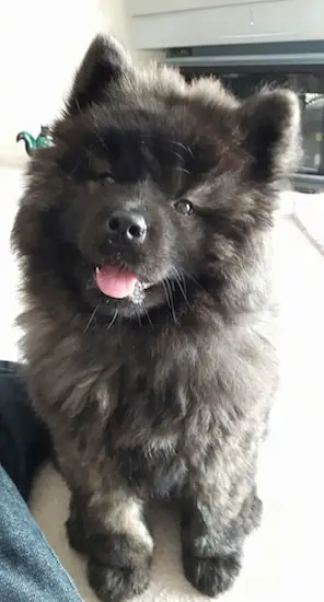 An Akita Chow sitting on the floor while smiling