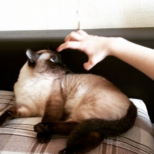 A Siamese Cat lying on the bed while staring at the hand of a woman going toward its face