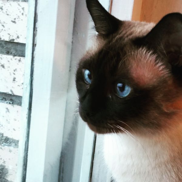 A Siamese Cat staring outside