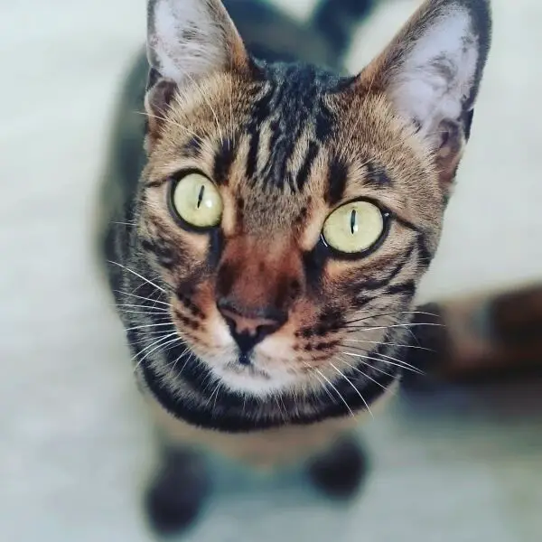 Bengal Cat standing on the floor while looking up with its begging face