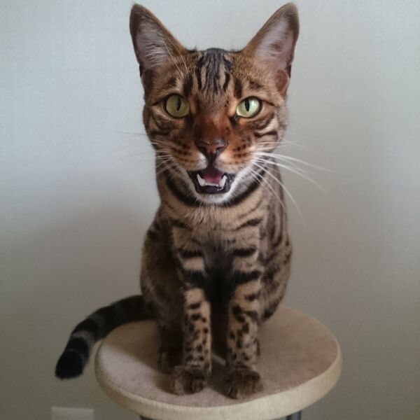 Bengal Cat standing on top of the chair with its mouth open