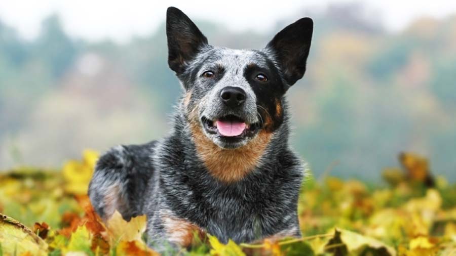A Australian Cattle Dog lying on a pile of dried maple leaves