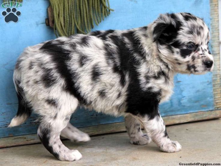 A Australian Dalmatian puppy standing on the pavement