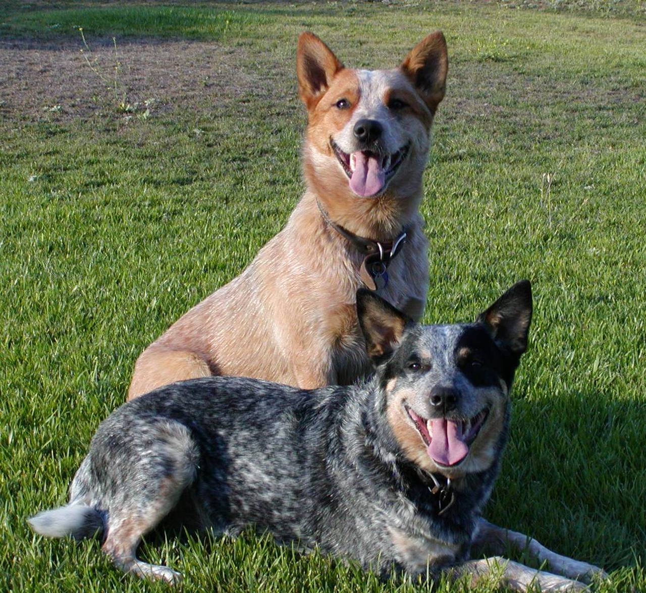 two Australian Cattle Dog resting in the field of grass under the sun while smiling with their tongues out