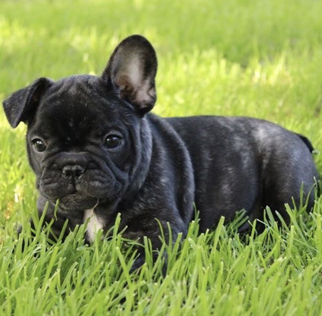 black Frenchie puppy lying on the green grass