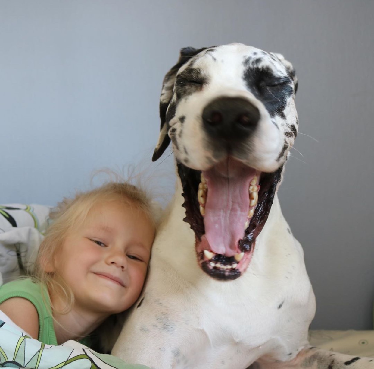 a little girl lying next to a yawning Great Dane