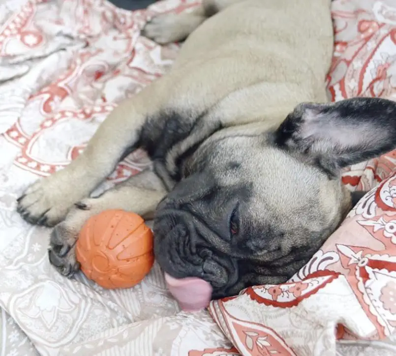 A French Bulldog sleeping on the bed with its ball and while licking its nose