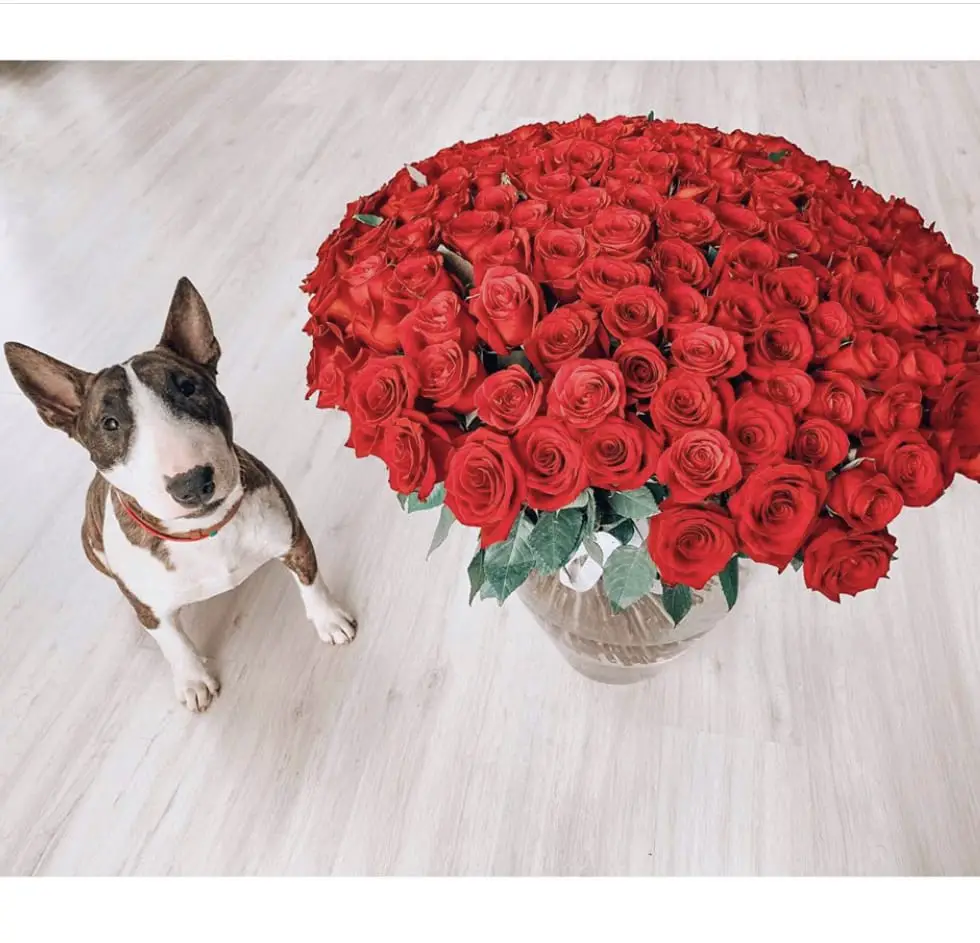 A Bull Terrier sitting next to the bouquet of red flowers on a vase on the floor
