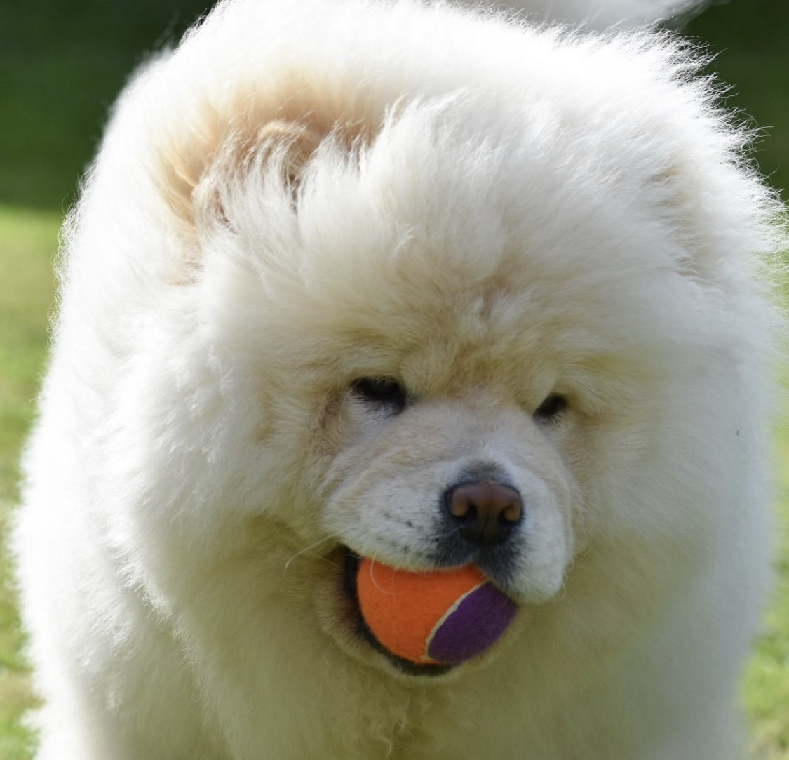 A white Chow Chow with a ball in its mouth
