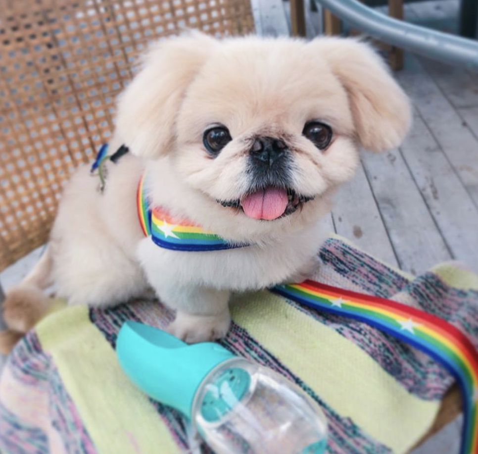 cream colored Pekingeses wearing a rainbow leash