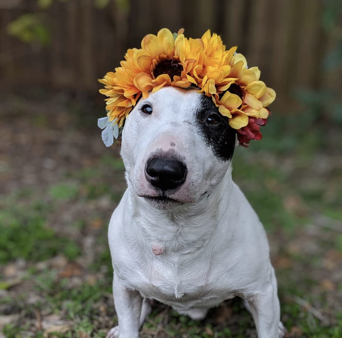 A Bull Terrier wearing sunflower crown on top of its head while sitting on the grass