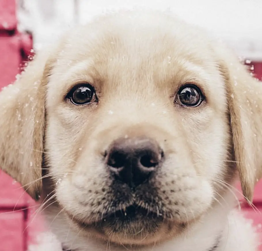 adorable face of a yellow Labrador Retriever puppy with snowflakes