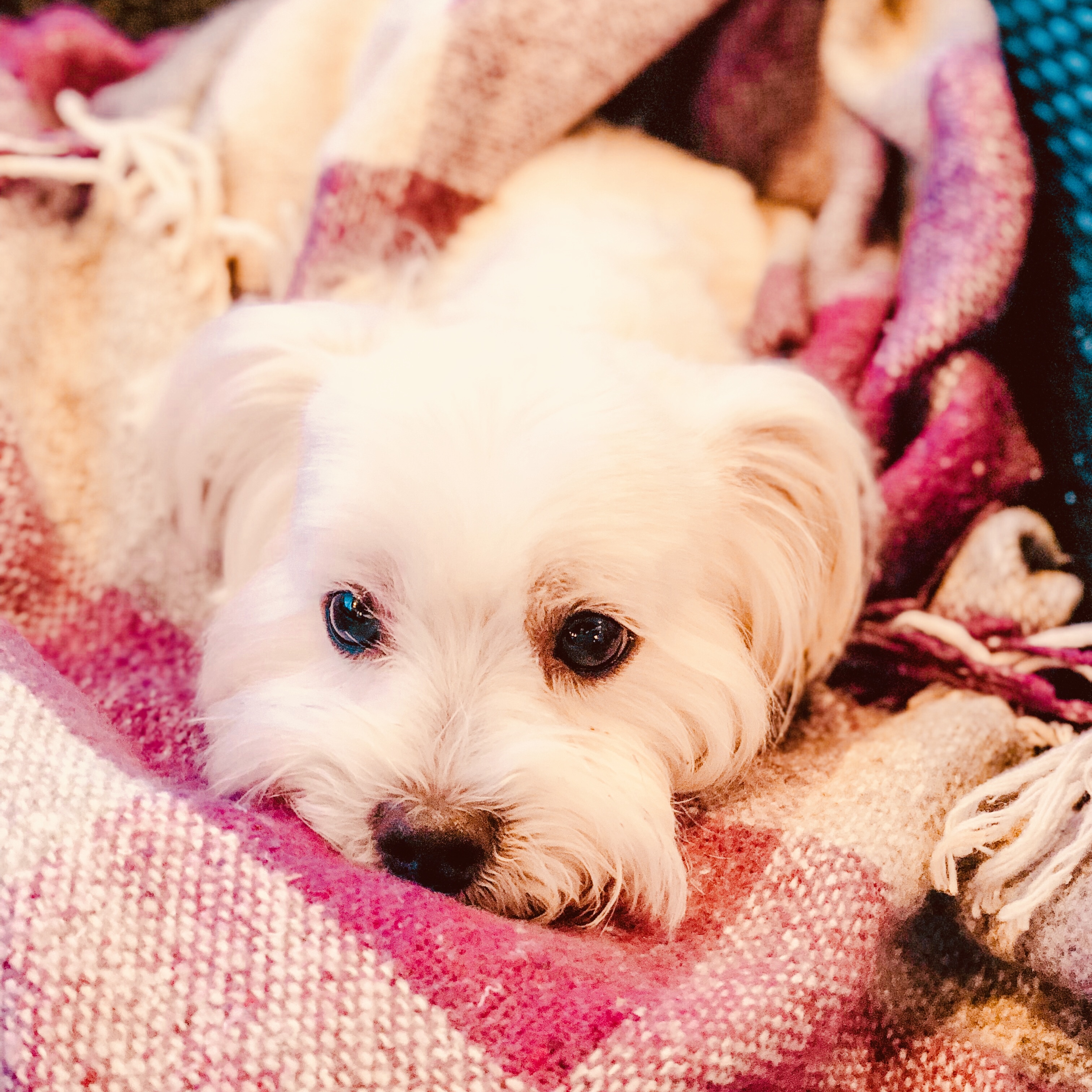 A Maltese in a blanket on the bed