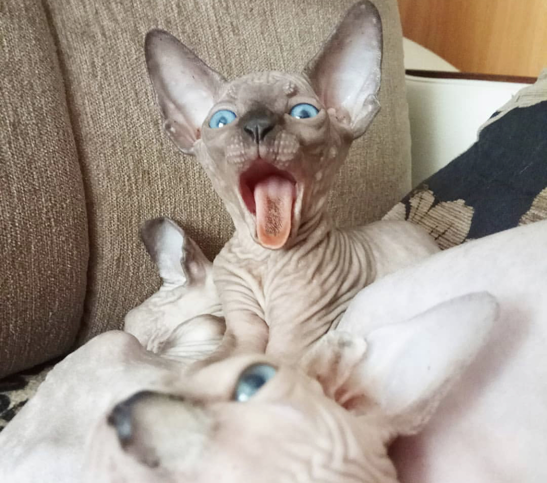 Sphynx kitten yawning while lying on the bed with other Sphynx kittens