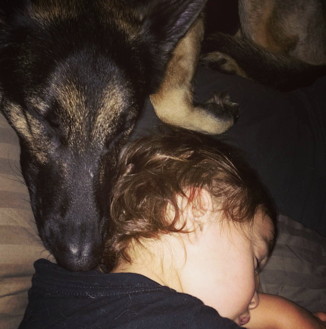 A German Shepherd dog sleeping on the bed with kid