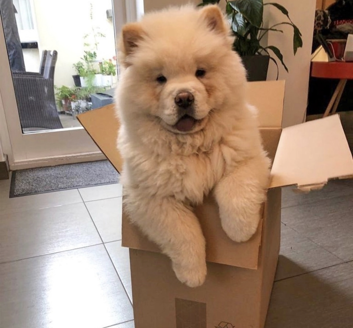 A Chow Chow puppy inside a carboard box