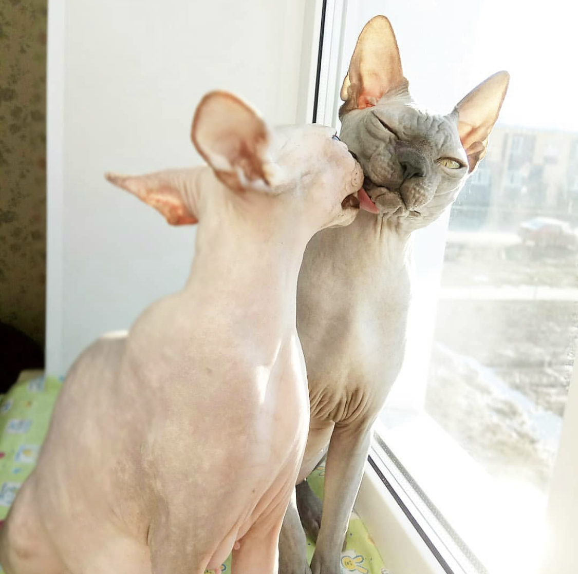 Sphynx cat licking the face of another Sphynx while sitting by the window sill