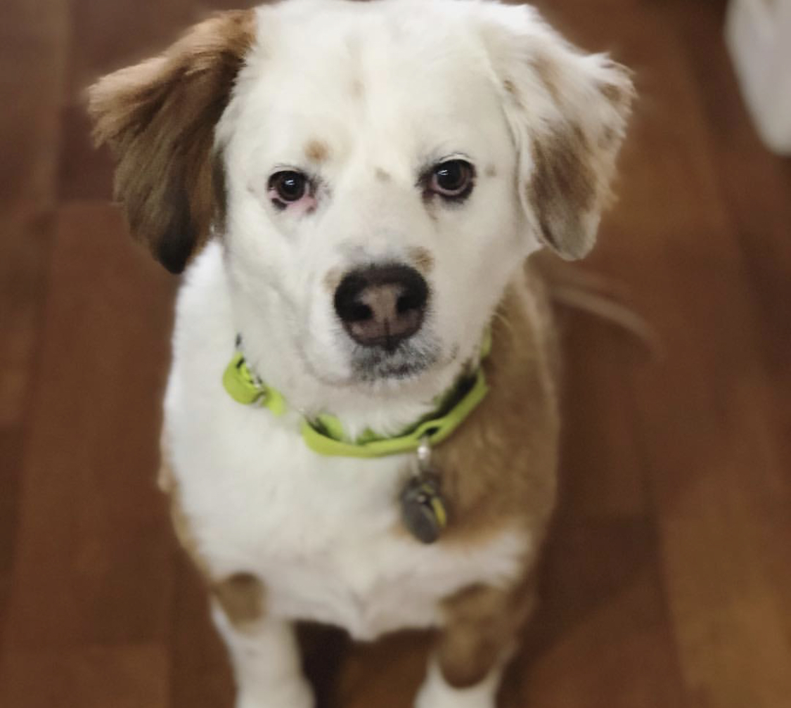 Bullder Collie sitting on the floor with its begging face