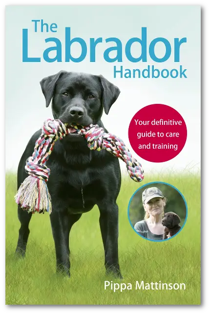 book cover with a photo of a Labrador Retriever holding a large tug toy with its mouth and with title - The Labrador Handbook