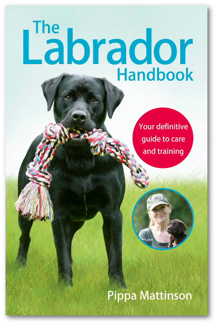 book cover with a photo of a Labrador Retriever holding a large tug toy with its mouth and with title - The Labrador Handbook