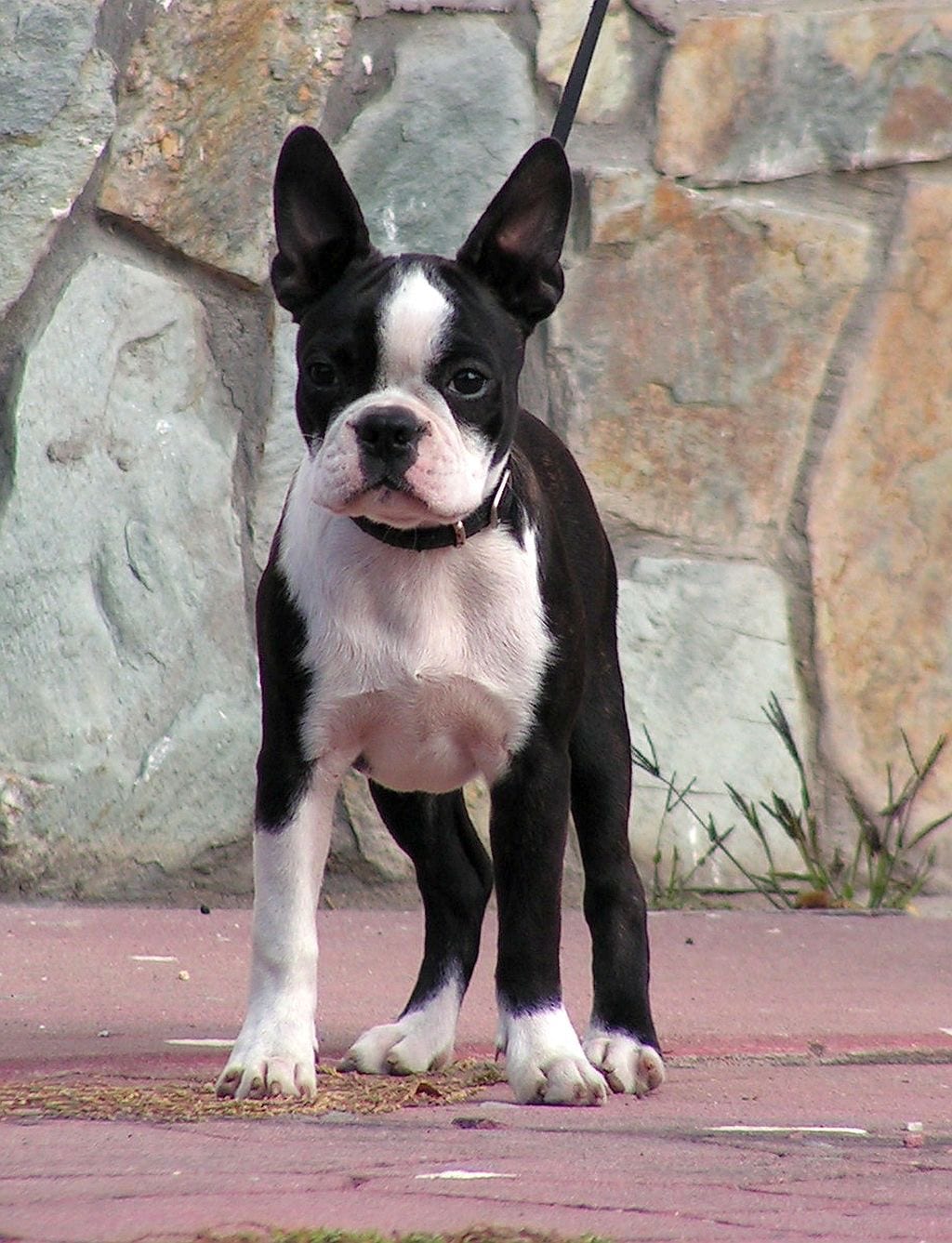 Boston Terrier with a serious face