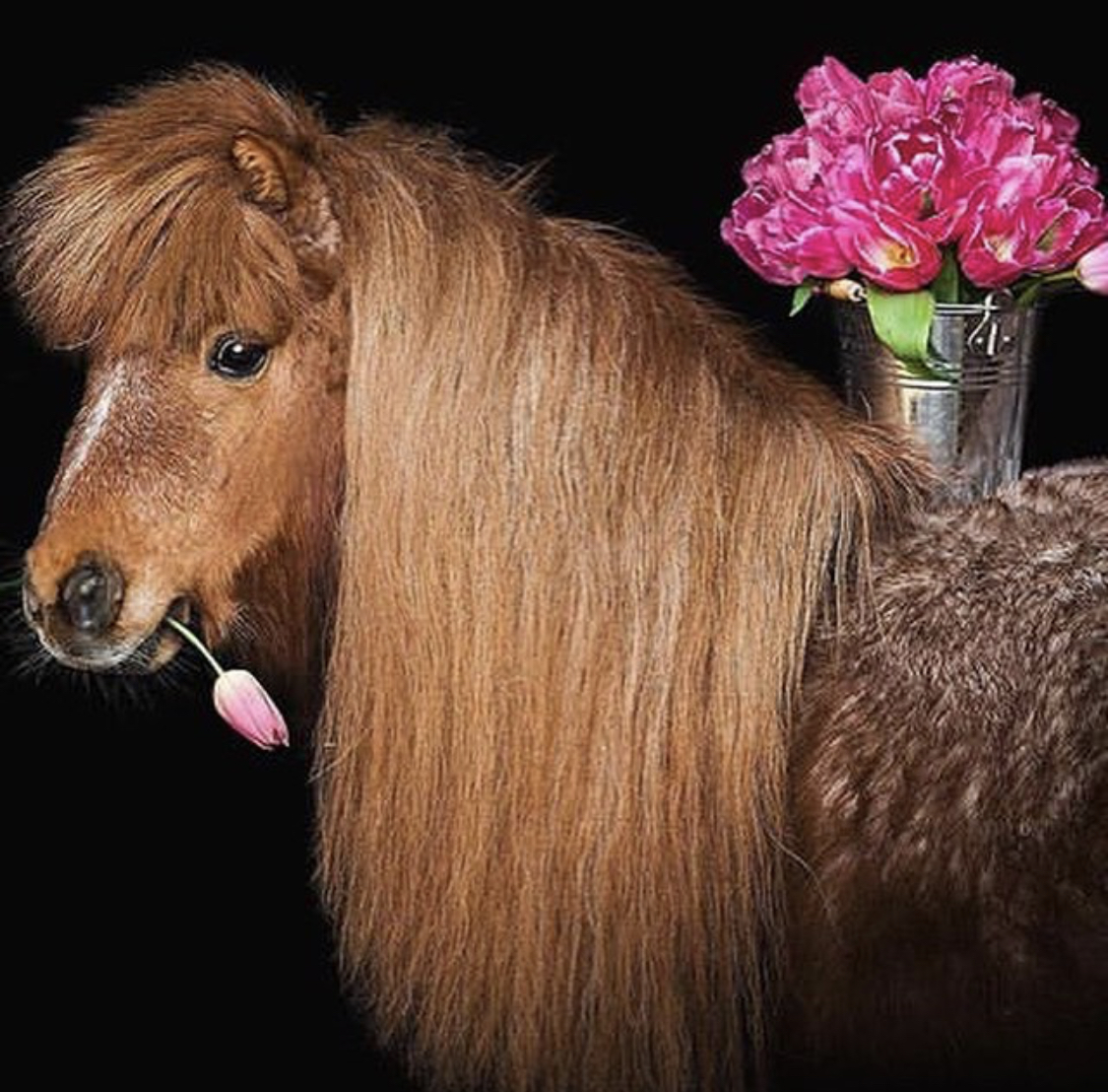 A brown horse with a a piece of tulip flowers in its mouth while standing in front of the bucket with tulip flowers on top of the table