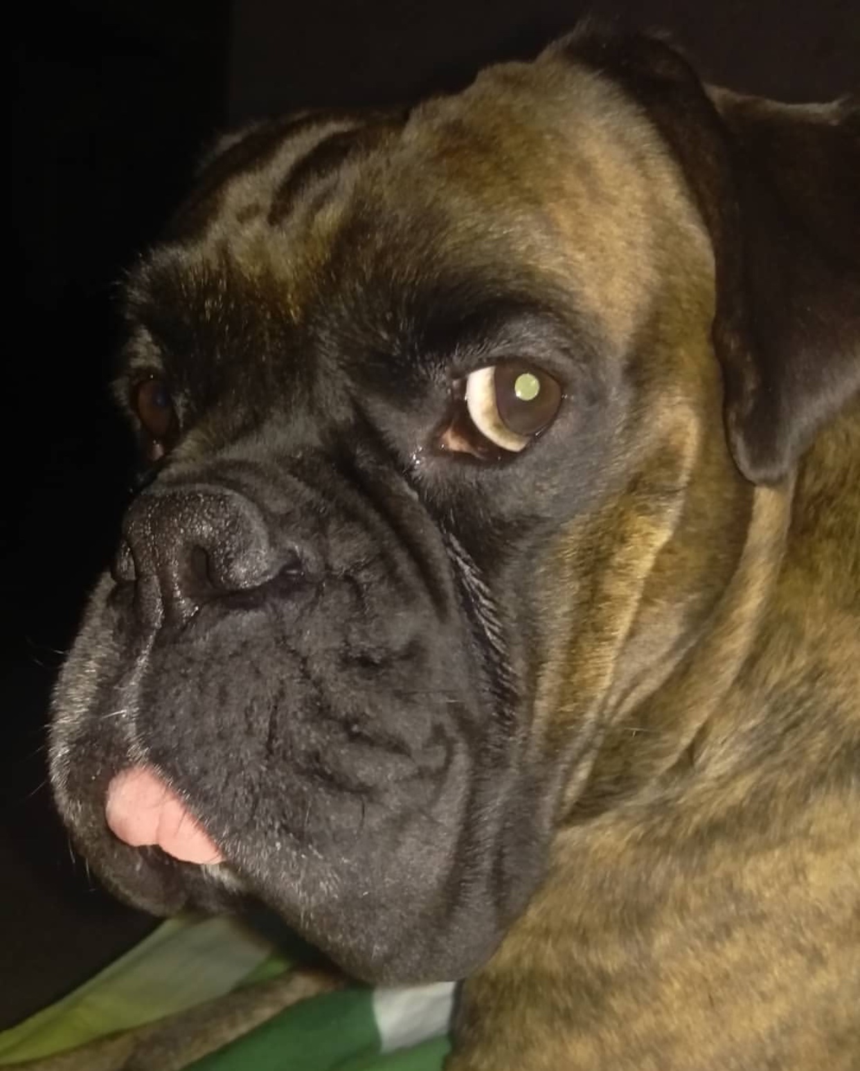 A boxer dog staring back with its serious face