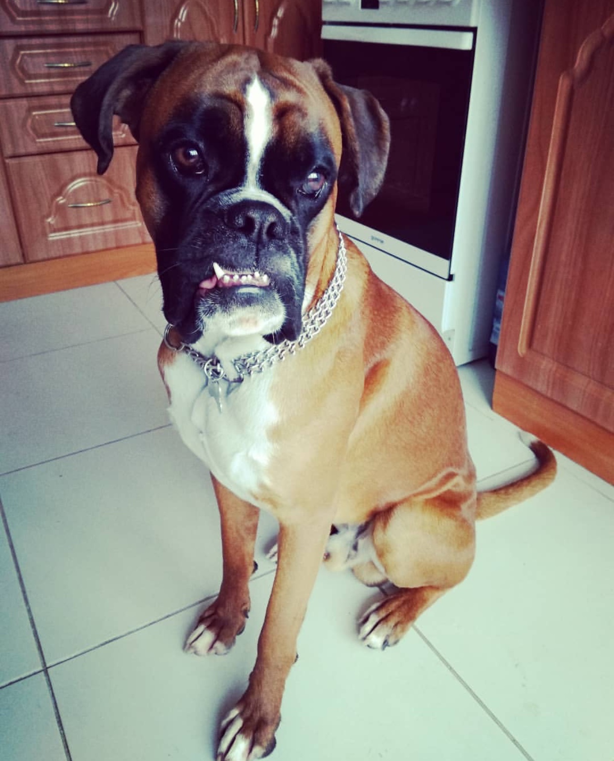 A boxer sitting on the kitchen floor with its sad face
