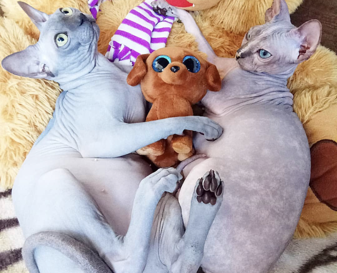 two Sphynxes with a puppy stuffed toy in between while lying on the bed