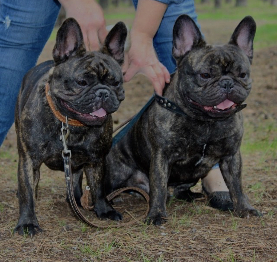 two French Bulldogs sitting ground with a woman behind