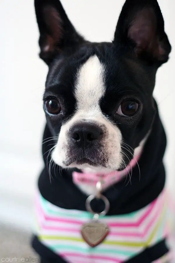 Boston Terrier wearing a cute pink sweater with its adorable face